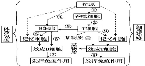 如图表示人体内特异性免疫的过程,图中数字分别代表相应的生理活动