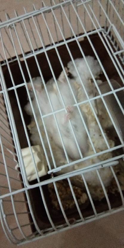 仓鼠喜欢咬人怎么办