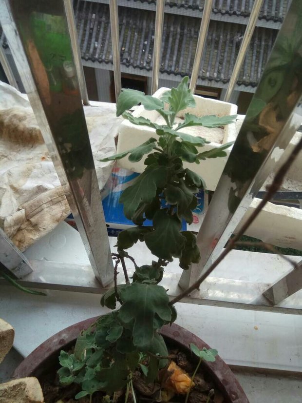 我家菊花的叶子为什么会卷曲,而且摸起来干干的,感觉很脆一样?