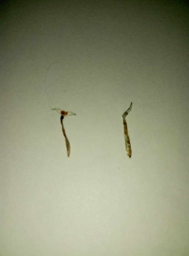 白鲢 花鲢全身红点这是什么病呀 是不是寄生虫