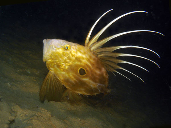 长毛的身上有黄色圆圈中间是黑色的食肉鱼