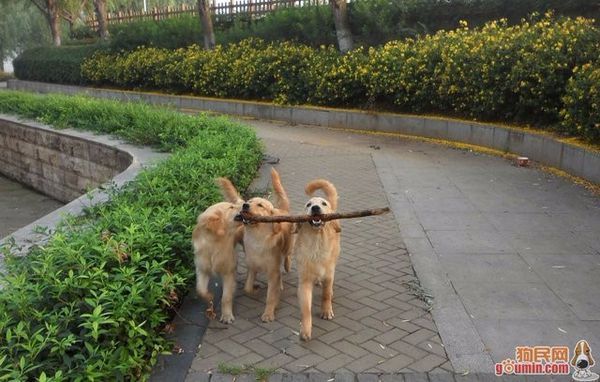 金毛幼犬两个月多大老是爱睡觉