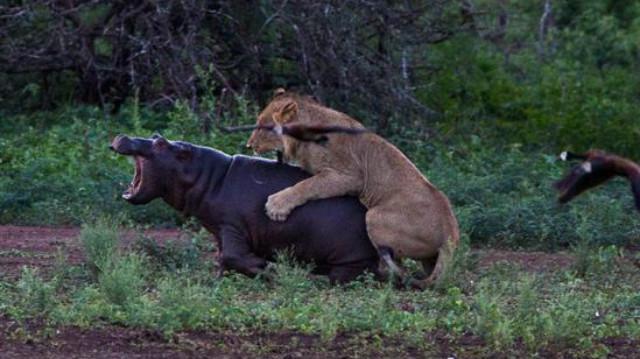 河马大嘴咬爆 狮子头,10 头狮子不敌一只河马!
