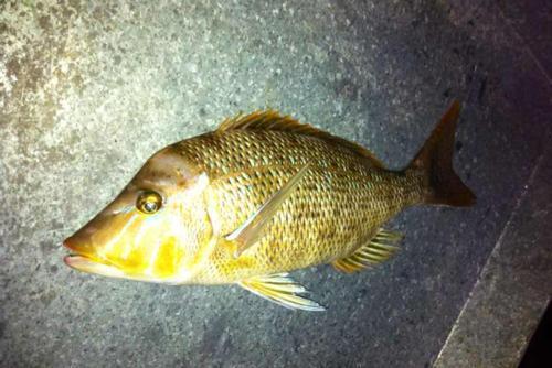 龙占鱼科      lethrinidae    裸颊鲷属      lethrinus    鱼类(可