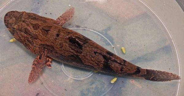 林哥鱼属淡水鱼吗?