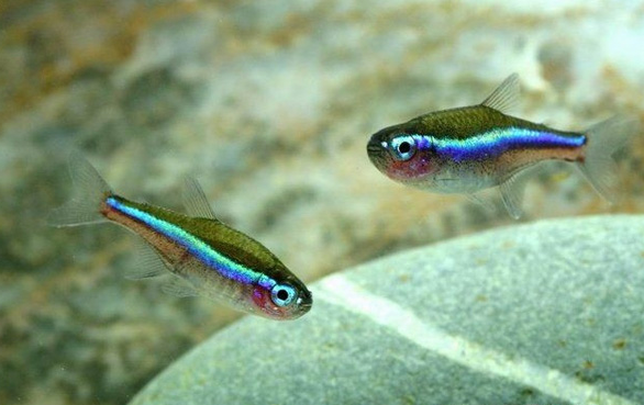 绿莲灯鱼的绿莲灯鱼的基本属性