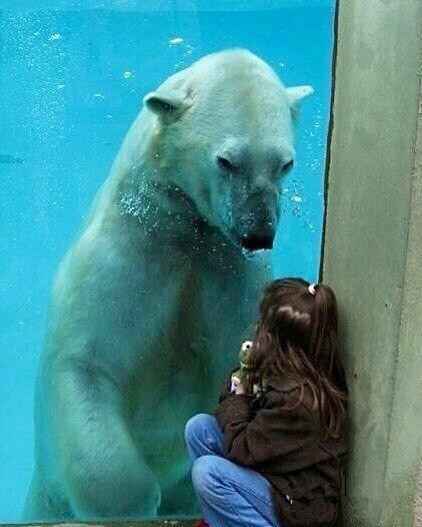 一只被关着的北极熊与一个女孩隔着海洋馆玻璃对望的图片.