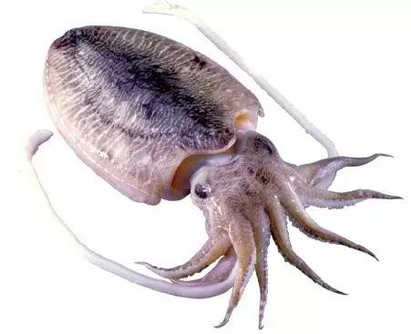 墨鱼会喷射墨汁,为何没人用墨鱼的墨汁写东西?