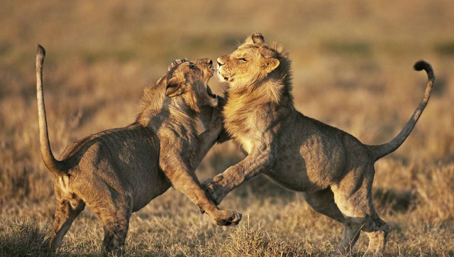 雄狮决斗,注意看,腿法才是最后制胜的法宝