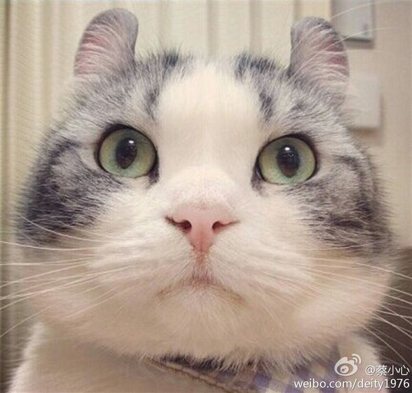 能不能帮忙找到这个头猫头像的原图