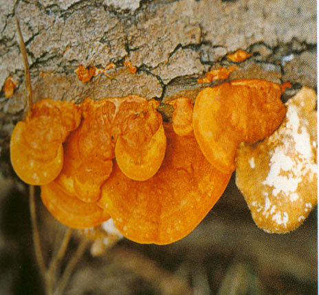 树上长出橘红色的蘑菇是什么品种