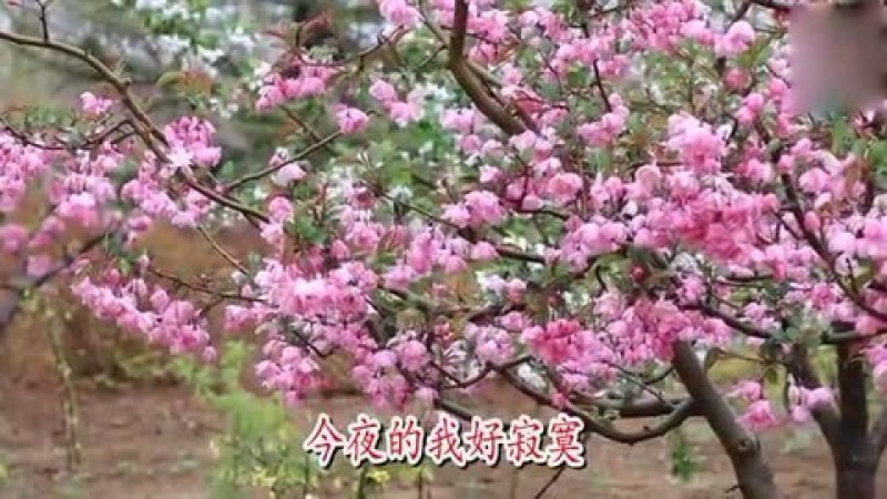 [图]一首醉人的情歌，安东阳《今夜的我好寂寞》声音优美，超好听