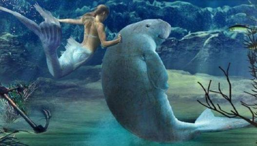 泰国海域美人鱼,儒艮,为何会出现在浅海区?
