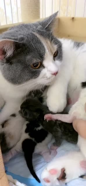 猫咪生宝宝了,真稀罕!