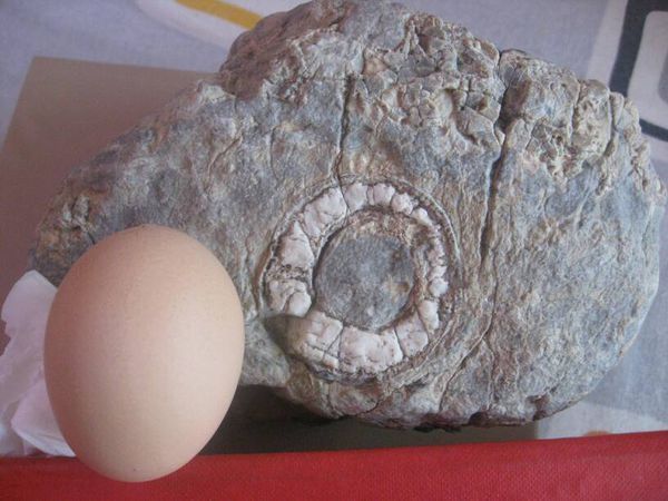 请问这是鸟蛋化石吗如果是是什么鸟蛋化石