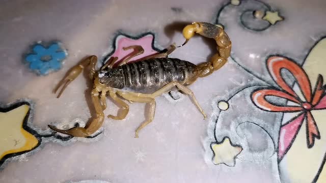 母蝎子生小蝎子并不是从背部裂开,近距离看孕蝎产仔.