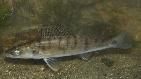 下图为        白梭吻鲈      sander lucioperca ,   俗称   十道黑