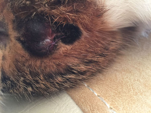 公猫,绝育手术第四天,涂外用药。求懂得人帮我