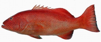 哪种石斑鱼是红身并且全身黑点_360问答