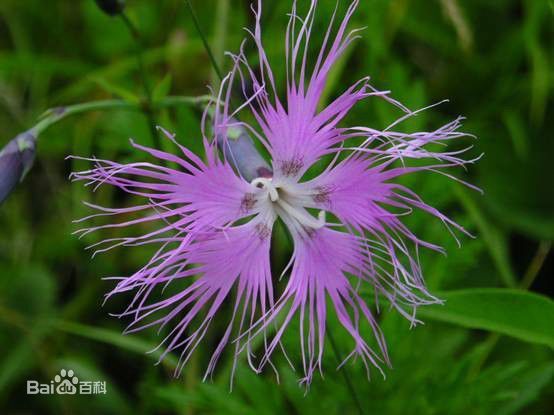 "瞿麦"的发音:如何用汉语,日语发音"瞿麦"