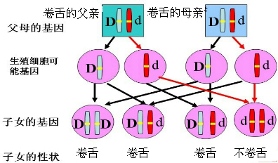 人的卷舌和不卷舌是一对相对性状,分别由显性基因d和隐形基因d控制.