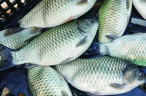 软骨鲫鱼如何养殖?