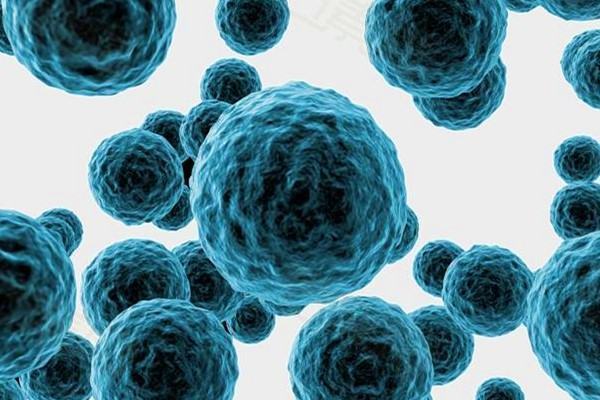 变形虫,太阳虫,间日疟原虫,草履虫,小瓜虫,钟虫,车轮虫,沙壳虫,球房虫