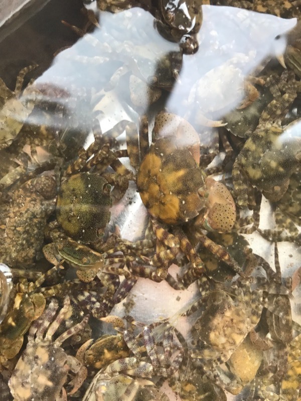 在海边抓的带花纹的小螃蟹,可以吃吗?