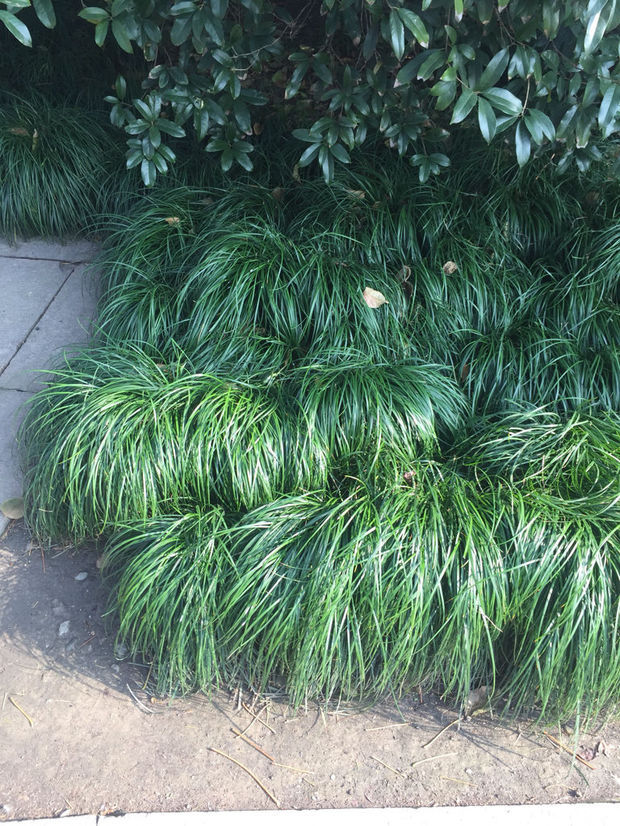 公园里这种常见的一团一团的是什么草