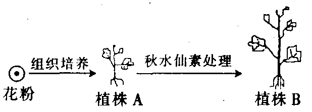 在花粉形成过程中发生了等位基因分离,非同源染色体上的非等位基因