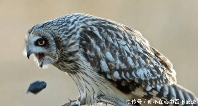 小球什么意思啊