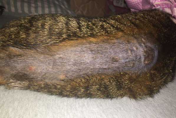 扩展资料: 医学上有意义的致病性真菌几乎都是霉菌.