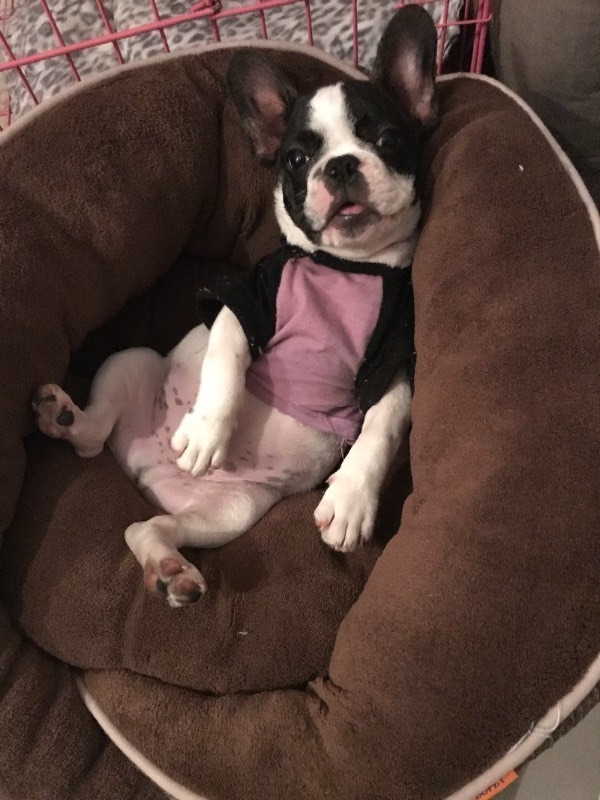 这只法斗纯不纯