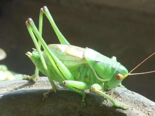 蝈蝈一般喜欢生活在哪里?