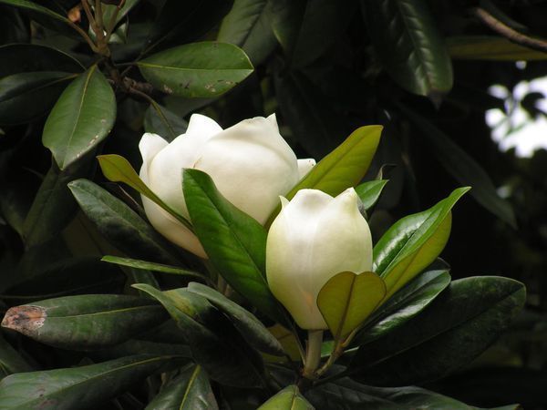 开白色花的树名字图片图片