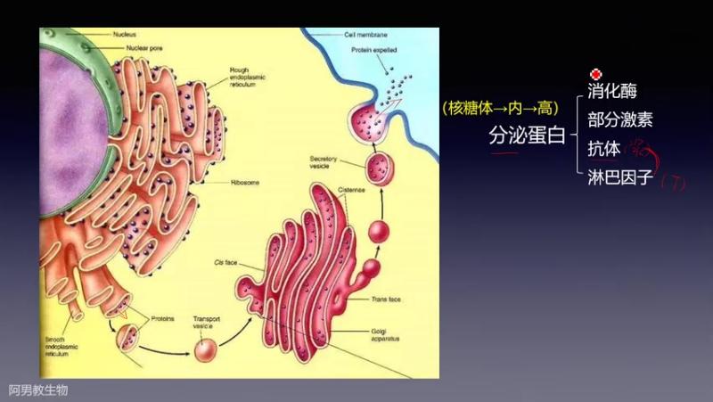分泌蛋白 胞内 蛋白