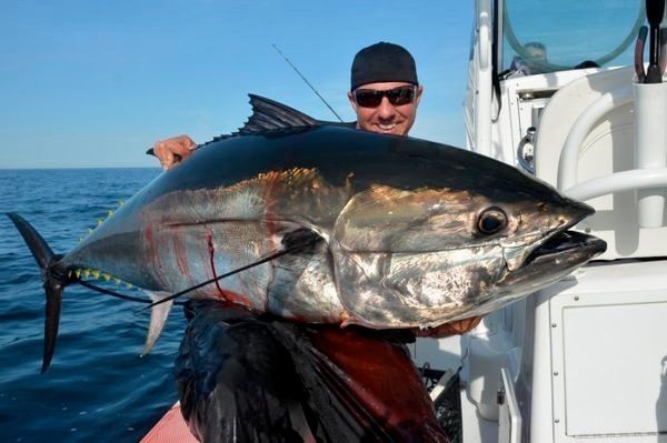 这是金枪鱼与鲣鱼的区别