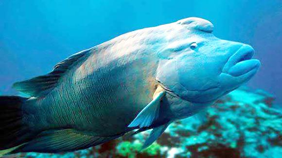 视频:世上最大的 珊瑚鱼,身长2米近200公斤,但30厘米就已上了餐桌