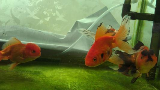 新鱼入缸应该怎样处理