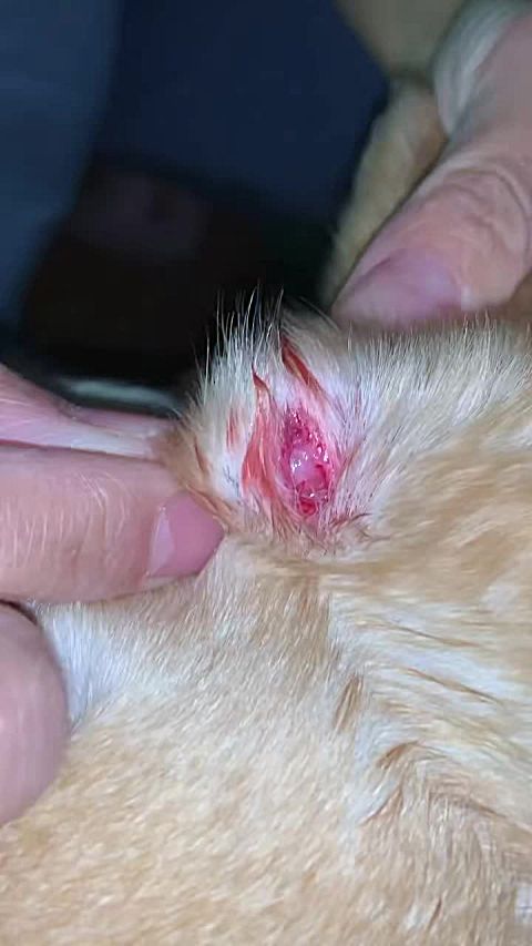 今儿 candy在宠物乐园被一只柯基莫名其妙的咬了耳朵,当时没发现出血