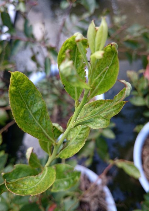 盆栽蓝莓出现叶子卷叶、请问这是什么病、喷什