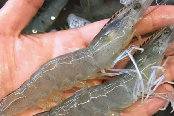 基围虾和普通虾区别是什么?_360问答