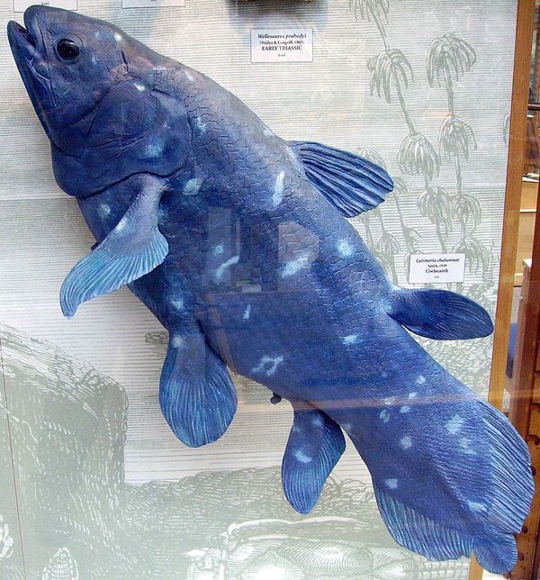 世界上最古老的鱼类图片