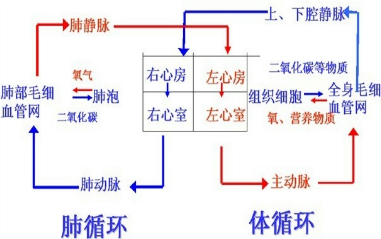 人体心脏工作原理图片