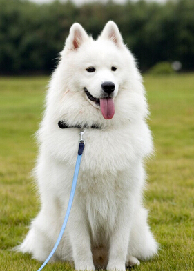 什么品种的狗最好养 不同种类狗狗习性不同