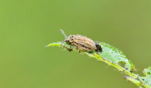 请教这个昆虫的名字