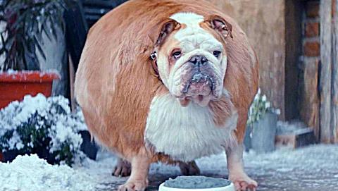 德国创意短片《如果世界都是圆滚滚的》, 原来胖子也是潜力股啊!