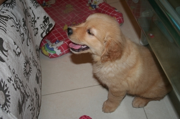 狗狗肠道手术后吃什么好