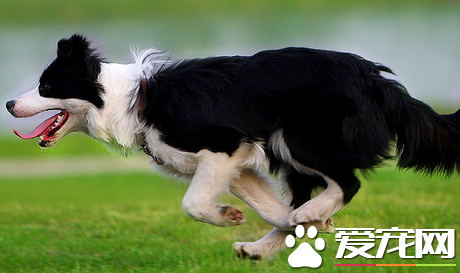 邊境牧羊犬坐和趴訓練 牧羊犬訓練趴和坐的方法