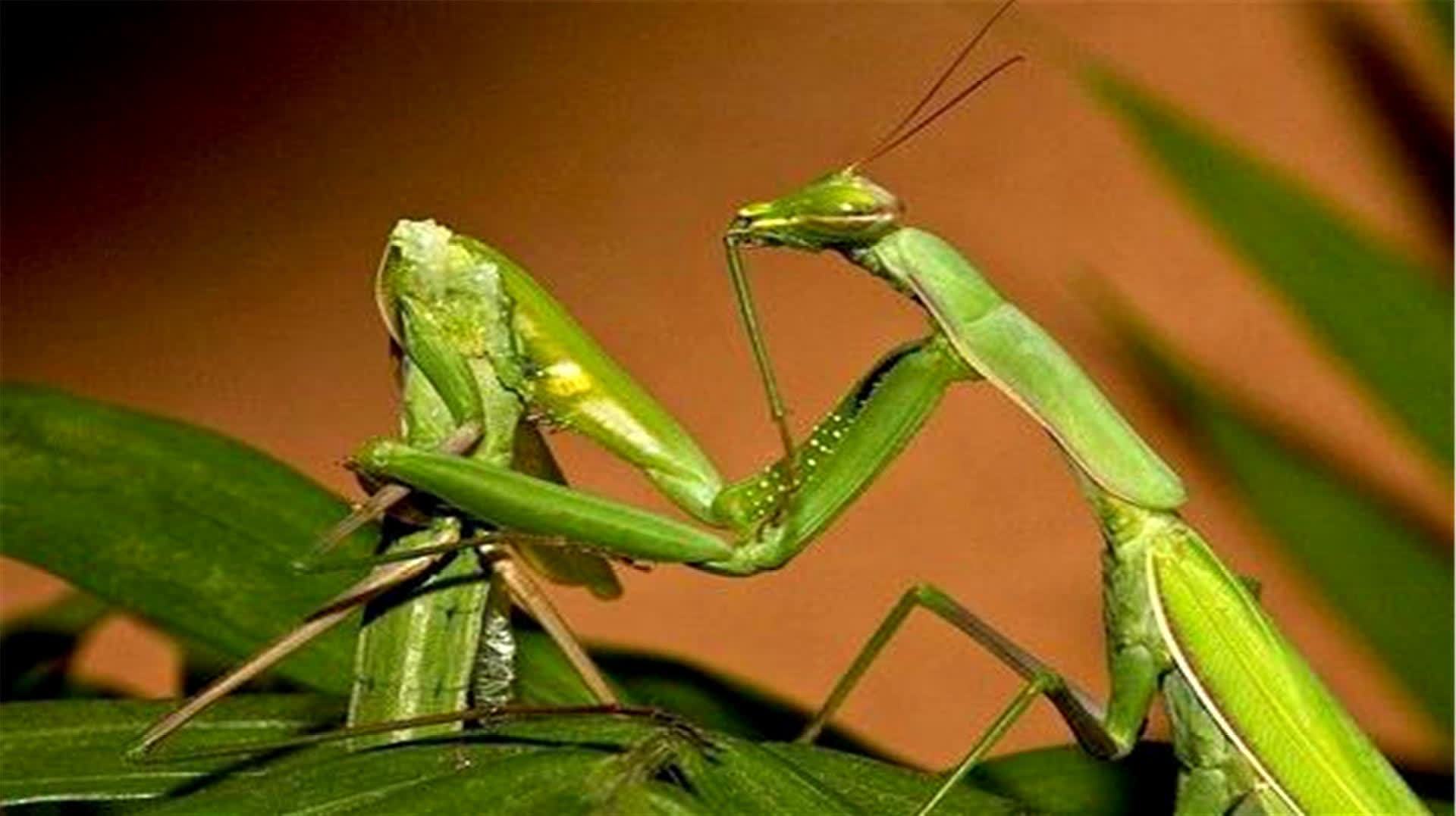 小螳螂_生态_颇可,自然,我要上开屏,生态,动物,微距,昆虫